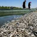 Kekurangan Oksigen, Ribuan Ikan di Sungai Irak Mati