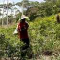 AS Tangguhkan Satelit Pemantauan Tanaman Koka di Kolombia
