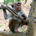 Sri Lanka Batalkan Ekspor 100 Ribu Monyet ke China