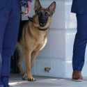 Sejumlah Agen Secret Service Jadi Korban Gigitan Anjing Peliharaan Biden