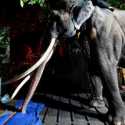 Sri Lanka Kembalikan Gajah Muthu Raja Thailand Setelah Dugaan Perlakuan Buruk