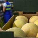 Petani Jepang Ciptakan Melon Rasa Lemon