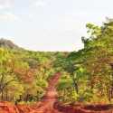 Mozambik Kehilangan Lebih dari 260.000 Hektar Hutan Setiap Tahun