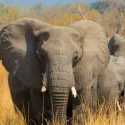 Botswana Berencana Kirim 8000 Gajah ke Angola