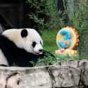 Panda Raksasa Xiao Qi Ji Rayakan Ulang Tahun Ketiga di Kebun Binatang Washington