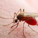 Ilmuwan Temukan Bakteri yang Mampu Membantu Atasi Wabah Malaria