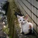 Lagi, Korea Selatan Laporkan Kasus Flu Burung pada Kucing