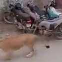 Warga Karachi Pakistan Panik, Seekor Singa Kabur di Tengah Jalanan Macet