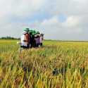 India Batasi Ekspor Beras, Petani Vietnam Berlomba Tanam Lebih Banyak Padi