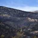 Masih Belum Terkendali, Kebakaran Hutan di Yunani Masuki Hari ke-11