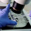 Ilmuwan Israel Ciptakan Embrio Manusia Tanpa Rahim dan Sperma