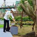 Jokowi Tanam Simbol Keagungan di IKN, Pohon Beringin Kembar