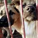 Korsel Godok UU Larangan Konsumsi Daging Anjing