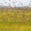 Tanzania Basmi Lima Juta Burung Quelea untuk Lindungi Sawah