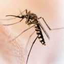 Cegah Penyebaran Nyamuk Macan, Paris Lakukan Pengasapan