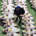 Ikuti China, Rusia Pertimbangkan Batasi Impor Makanan Laut Jepang