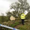 Polisi Inggris Tangkap Tersangka Penebang Pohon Ikonik Berusia 300 Tahun