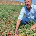 Badai Besar Ganggu Panen Tomat di Italia, 20 Hektar Ladang Rusak