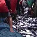 Alih-alih Genjot PNBP, Kebijakan Penangkapan Ikan Terukur Justru Buka Celah Kebocoran