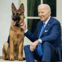 Suka Menggigit, Anjing Joe Biden Diusir dari Gedung Putih