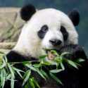 China Bakal Tarik Pandanya dari Seluruh Dunia