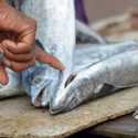 Kebijakan Penangkapan Ikan Terukur Berpotensi Suburkan Pemburu Rente