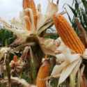 Genjot Produksi Jagung, Kementan Manfaatkan Kebun Kelapa di Manado