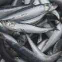 Kematian Ratusan Ikan di Hokkaido Tidak Ada Hubungannya dengan Limbah Nuklir Fukushima