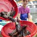 China Cabut Larangan Impor Ikan Kerapu Taiwan, Upaya Beijing Dongkrak Suara KMT?