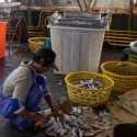 Ekspor Ikan Indonesia Meningkat, Kehidupan AKP masih Merana