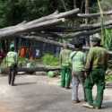 Pohon Besar Depan Rumah Prabowo Tumbang saat Relawan Deklarasi