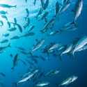 Aturan Main Sektor Kelautan dan Perikanan Berpegang Prinsip Ekologi