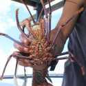 PT Pema Ekspor Perdana Lobster Aceh ke Malaysia