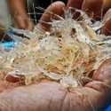 Ekspor Benur Dibuka, Vietnam Bantu Kembangkan Budidaya Lobster di Indonesia