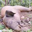 Gajah Sumatera Mati Tersengat Listrik di Pidie Jaya