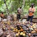 Gagal Panen Bikin Harga Biji Kakao Melonjak, Dunia Terancam Krisis Cokelat