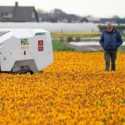 Petani Tulip Belanda Pekerjakan Robot AI untuk Merawat Ladang