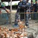 Lanal TBA Bagikan Ayam Kampung Hasil Ternak di Momen Lebaran