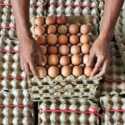 BPS Ungkap Biang Kerok Harga Telur Mahal
