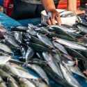 Stok Ikan Nasional Melimpah Ruah di Momen Idulfitri
