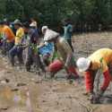 Tanam Seribu Mangrove