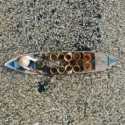 Ribuan Ikan Mati Gara-gara Gelombang Panas Vietnam
