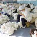 26 Produsen Kapas China Kembali Masuk Daftar Blokir AS Terkait Dugaan Kerja Paksa di Xinjiang