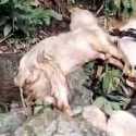 Puluhan Ekor Kambing Etawa di Jember Ditemukan Mati Misterius