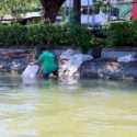Petugas Pergoki Warga Buang Kotoran Hewan Kurban di Sungai