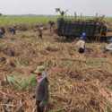 PTPN I Regional 4 Optimistis Capai Target Produksi 80 Ton Gula per Hektar