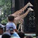Tampilan Taman Margasatwa Ragunan Kalah dari Medan Zoo
