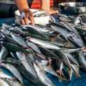 Bikin Cerdas Generasi, Ikan Cocok jadi Menu Makan Bergizi Gratis