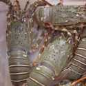 PKB Tegaskan Budidaya Lobster Harus di Tanah Air, Bukan di Negara Lain