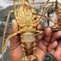 Kawal Kebijakan Lobster, KKP Siap Bekerja Sama dengan KPK
